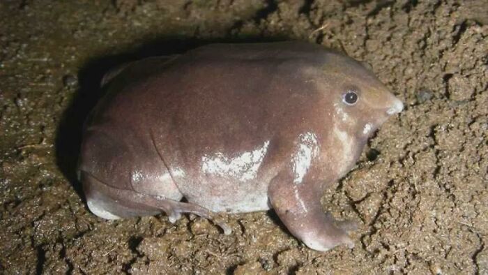 Rare animal photo of a soft, blob-like amphibian resting on wet soil in a natural habitat setting.