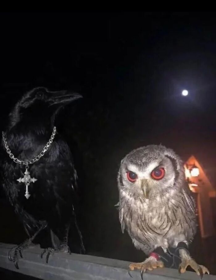 A black raven wearing a cross necklace beside a small owl with red eyes perched at night under the moon.