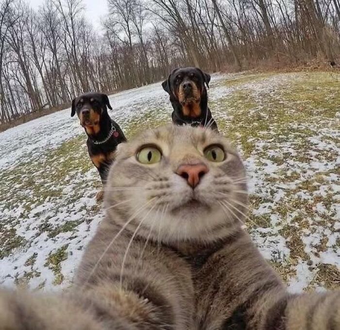 Close-up selfie of a wide-eyed cat with two curious dogs in the snowy outdoors, showcasing weird animal photos.