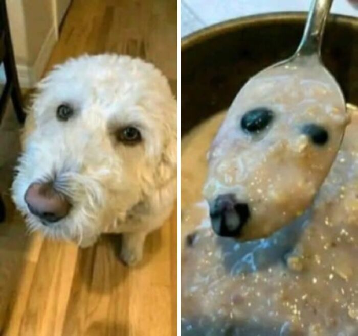 Perro y cuchara con avena que imita la cara del perro, ejemplo de terribles mentirosos pillados en internet.