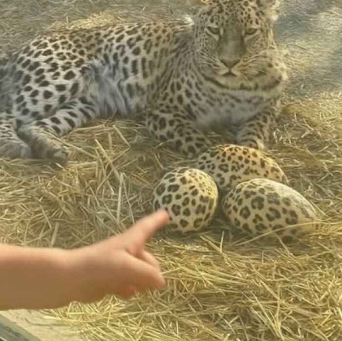 Leopardo acostado junto a objetos con estampado de leopardo, símbolo de terribles mentirosos pillados en internet.