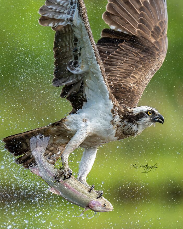 Osprey capturing fish mid-flight over water, showcasing nature photographer's skill in capturing Earth’s quietest moments.