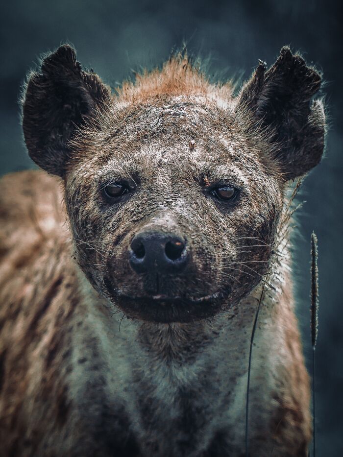 Close-up of a hyena in its natural habitat, captured by a nature photographer showcasing Earth's quietest moments.
