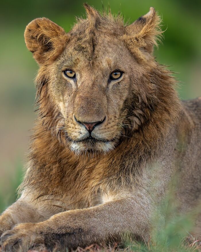 Close-up of a lion captured by a nature photographer showcasing Earth's quietest moments in breathtaking ways.
