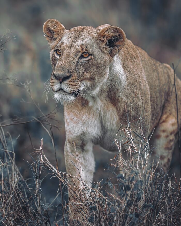 Young lion walking slowly through dry grass captured by nature photographer showcasing Earth's quietest moments.