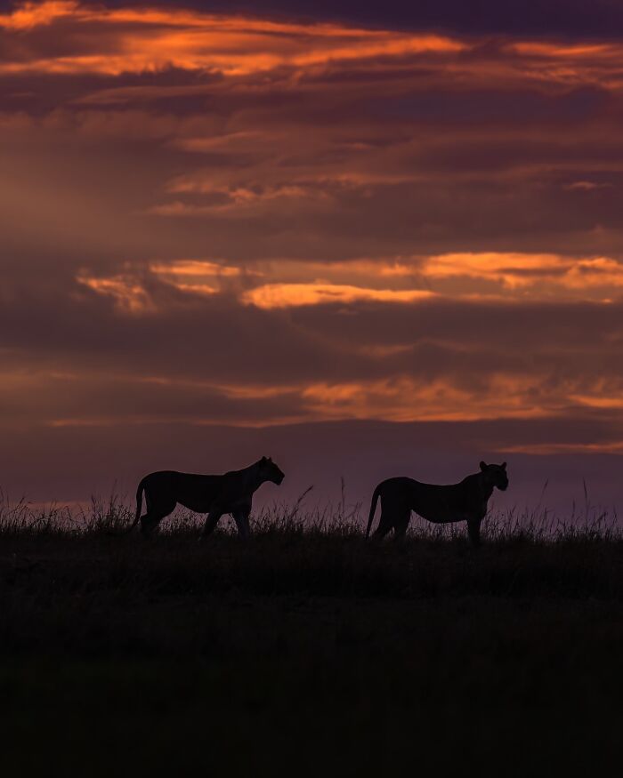 Two lions walking on a grassy plain at dusk, showcasing nature photographer's capture of earth’s quietest moments.