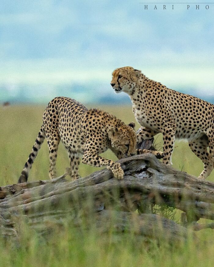 Two cheetahs interacting on a fallen log in a grassy field, captured by a nature photographer’s breathtaking lens.