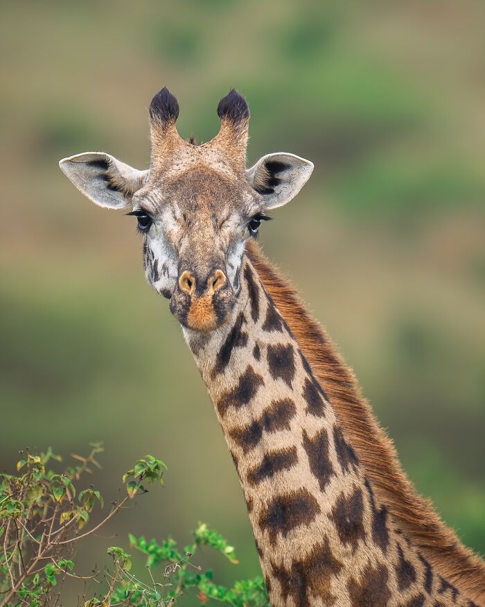 Close-up of a giraffe in nature, captured by a nature photographer showcasing Earth’s quietest moments.