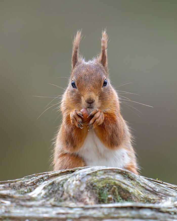 Close-up of a squirrel holding a nut, showcasing nature photography capturing Earth's quietest moments in breathtaking detail.