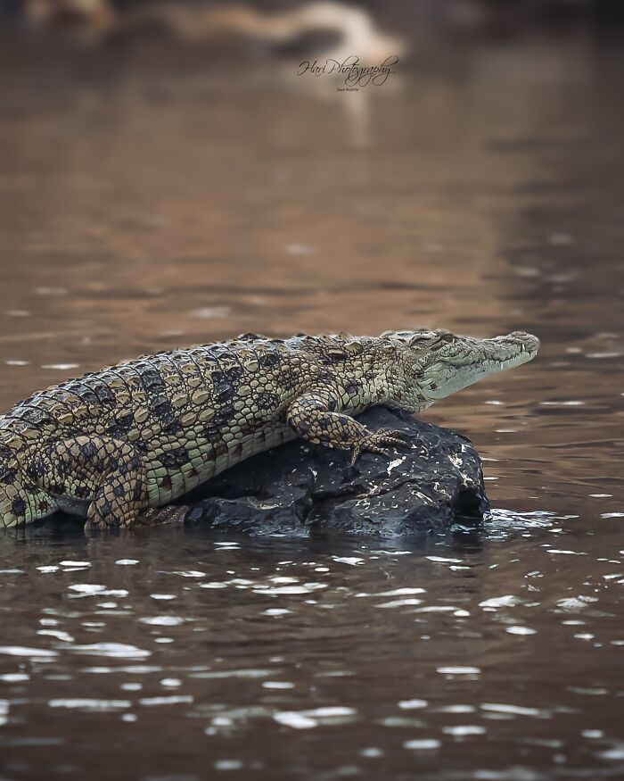 Crocodile resting on a rock in calm water, captured by a nature photographer showcasing earth’s quiet moments.