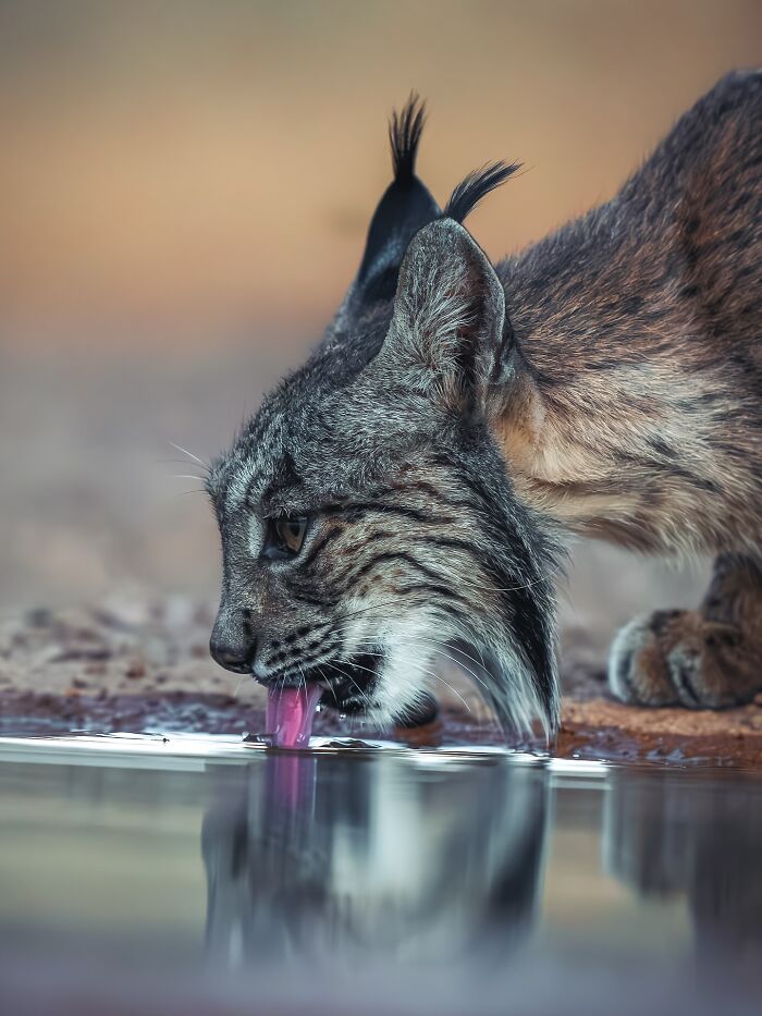 Close-up of a wildcat drinking water captured by nature photographer showcasing Earth’s quietest moments.