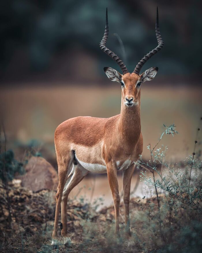 Antelope standing quietly in nature, captured by a nature photographer revealing earth’s quietest moments.