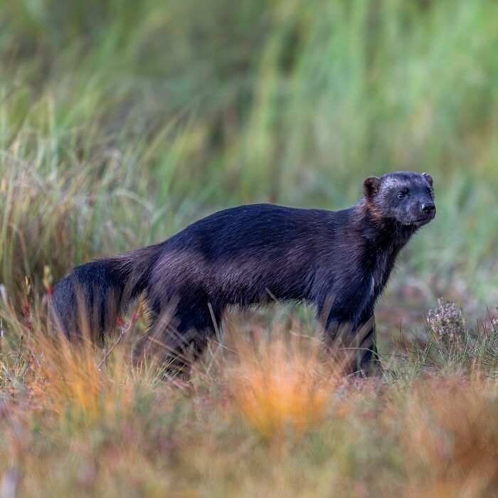 Wolverine standing in a grassy field captured by nature photographer showing earth’s quietest moments in nature.