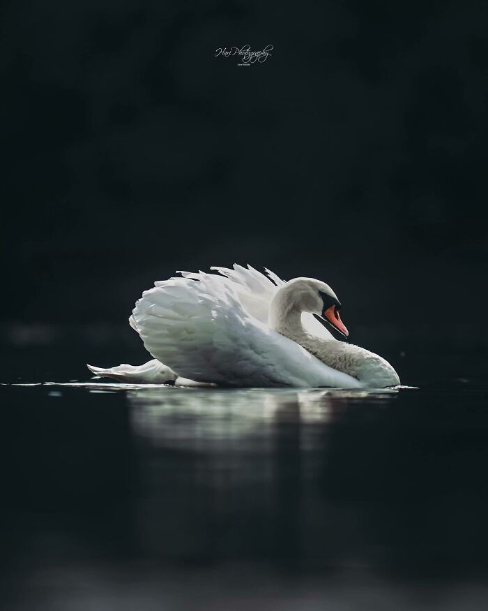 A nature photographer captures a swan gliding on calm water, showcasing Earth’s quiet and breathtaking moments.