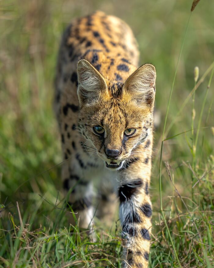 Serval cat stalking through tall grass captured by nature photographer highlighting Earth’s quiet moments.