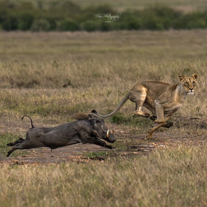 A nature photographer captures a lioness chasing a warthog in a vast grassy landscape showcasing earth’s quietest moments.