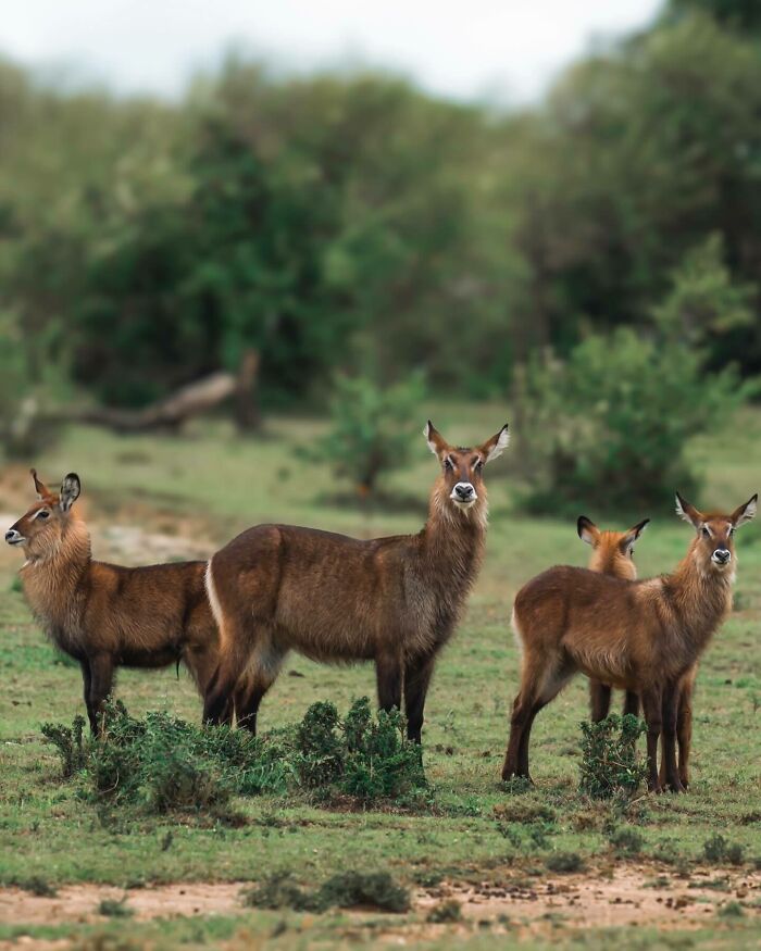 A nature photographer captures earth’s quietest moments showcasing a group of antelopes in a peaceful green landscape.