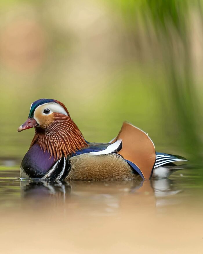 Mandarin duck swimming calmly on water, showcasing nature photographer’s skill in capturing earth’s quietest moments.