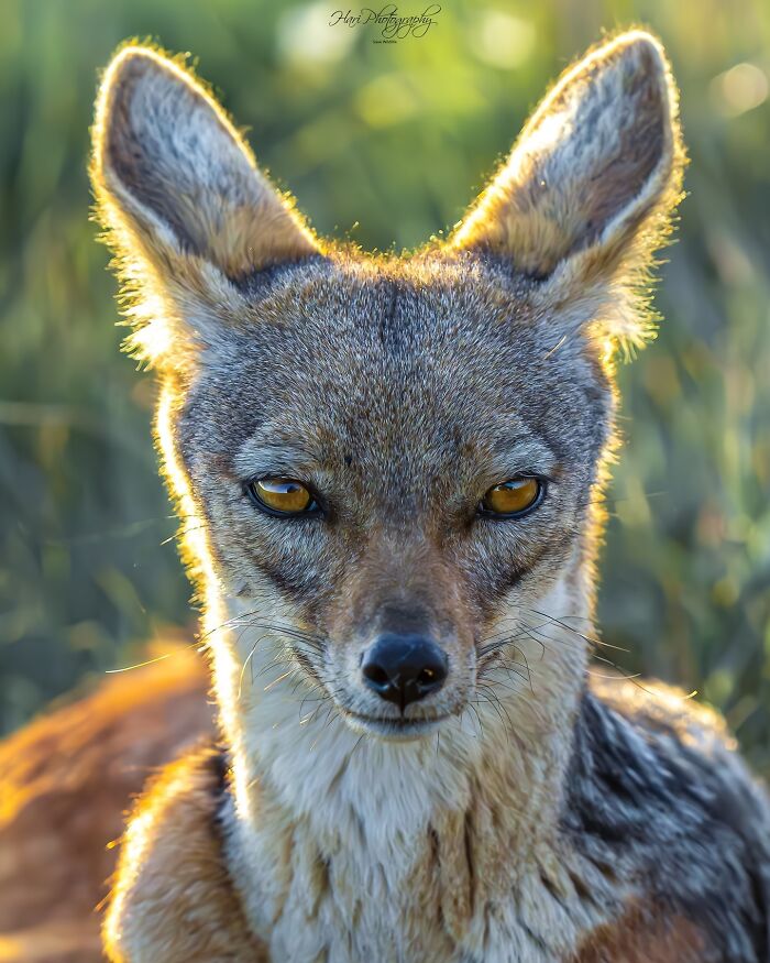 Close-up of a wild fox captured by a nature photographer showcasing Earth's quietest moments in breathtaking natural light.
