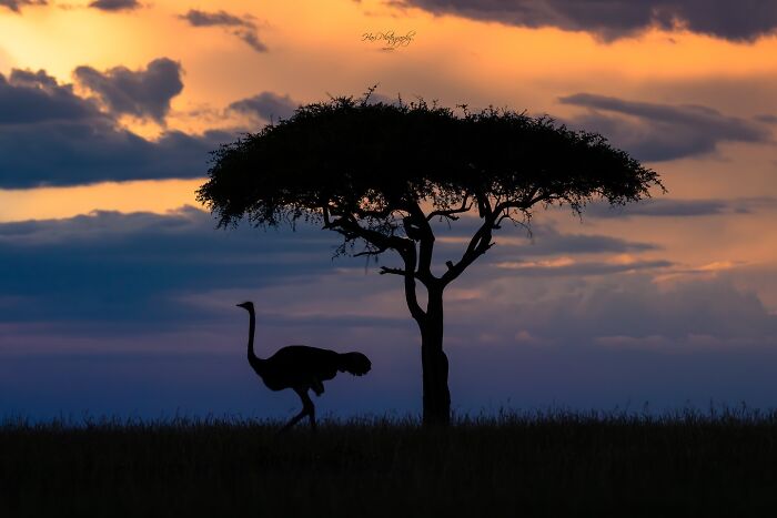 Silhouette of an ostrich near a tree at sunset, nature photographer capturing Earth’s quietest moments in breathtaking ways