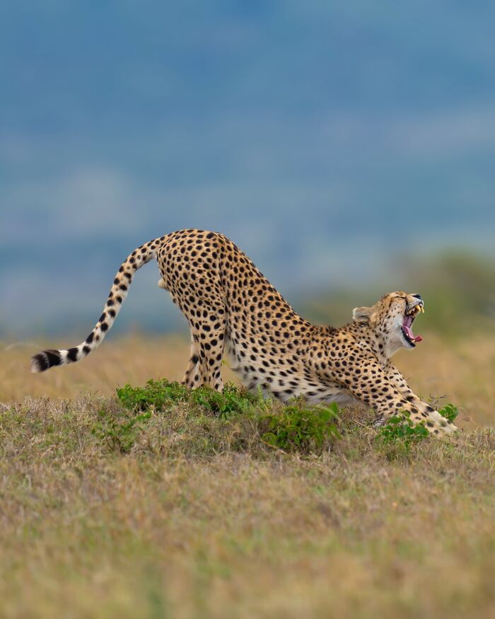 Cheetah stretching in natural habitat captured by a nature photographer focusing on Earth's quietest moments.