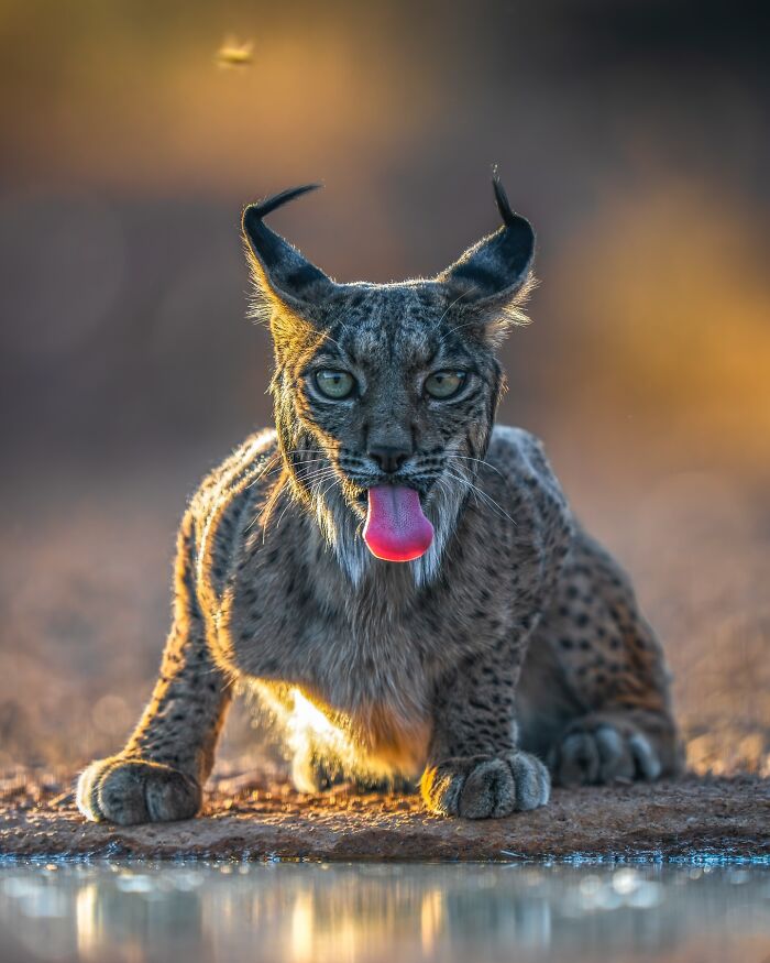 A nature photographer captures a close-up of a lynx drinking water, showcasing Earth’s quietest breathtaking moments.