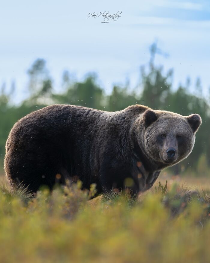 Brown bear captured in nature by a photographer showcasing Earth’s quietest moments in a breathtaking natural setting.