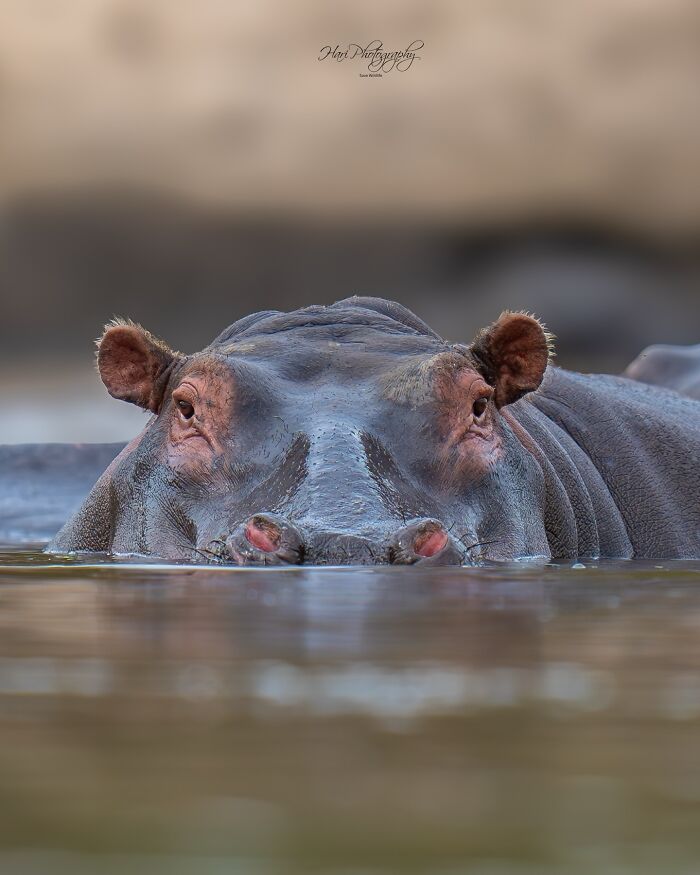Close-up of a hippo partially submerged in water, capturing Earth's quietest moments in breathtaking nature photography.