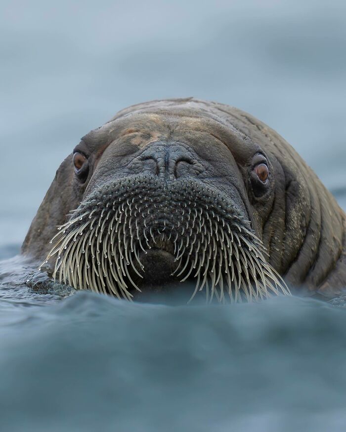 Close-up of a walrus in water captured by a nature photographer showcasing Earth’s quietest moments in breathtaking ways.