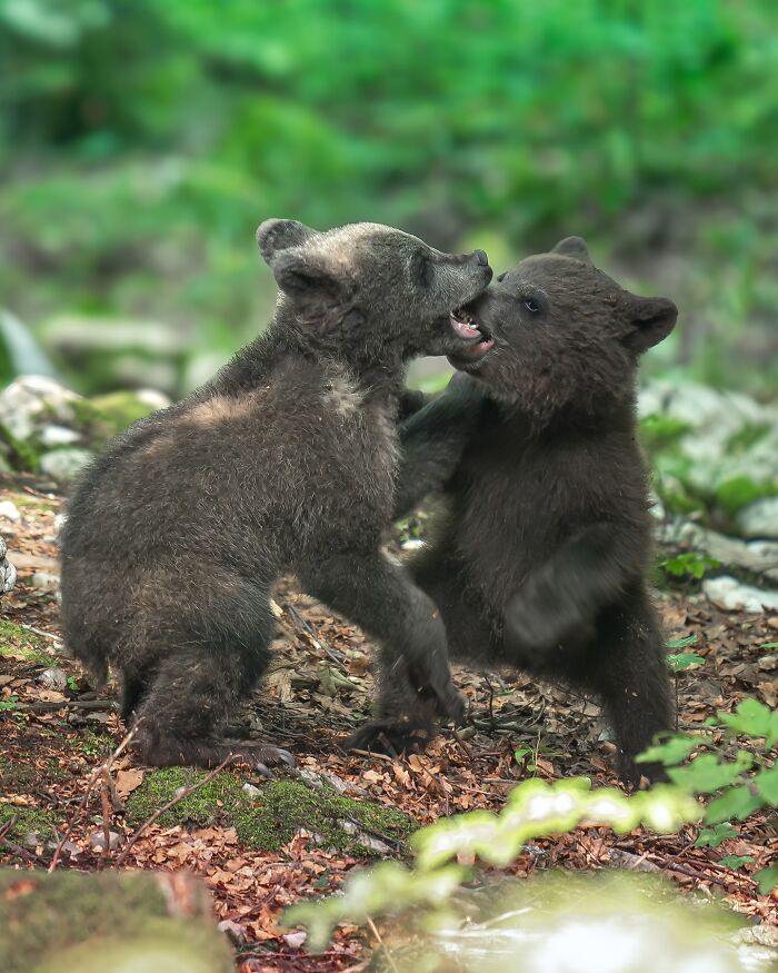 Two bear cubs playfully interacting in a forest, captured by a nature photographer focusing on Earth's quiet moments.