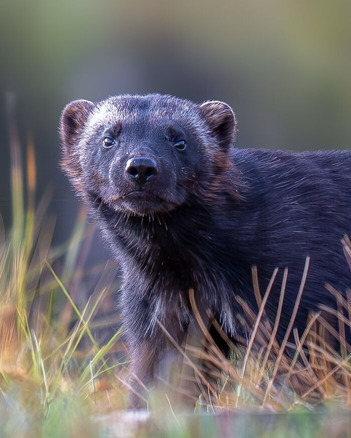 Close-up of a wild animal in natural habitat, showcasing nature photography capturing Earth's quietest moments.
