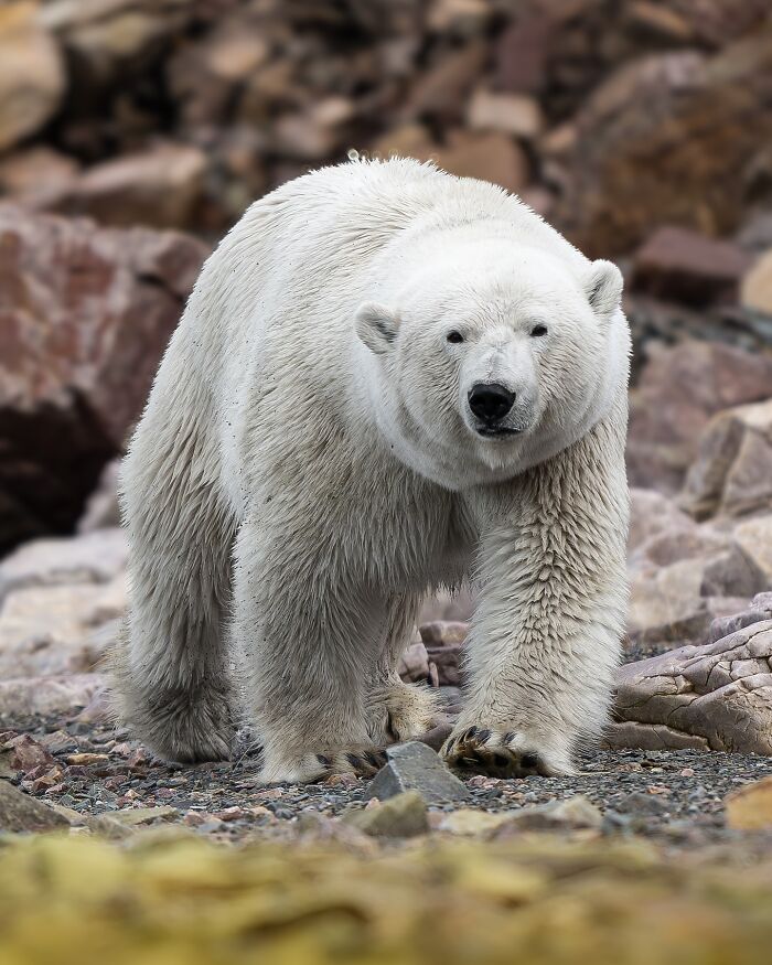 Polar bear walking on rocky terrain, captured by nature photographer highlighting Earth’s quietest moments.