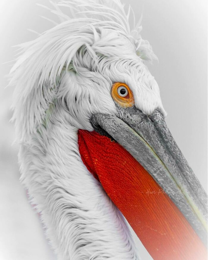 Close-up of a pelican showing detailed feathers and vibrant beak captured by a nature photographer’s breathtaking shot.