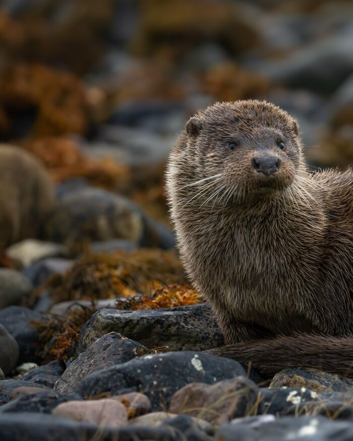 Close-up of an otter on rocky shore, showcasing nature photographer capturing earth’s quietest moments in breathtaking ways