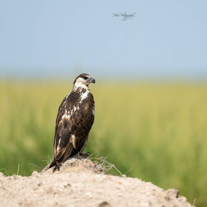 Bird perched on a rock in a natural setting, captured by nature photographer showcasing earth’s quietest moments.