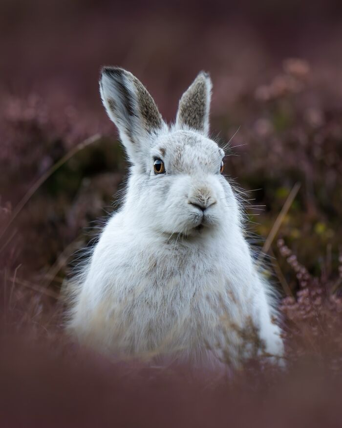 A nature photographer captures a close-up of a white rabbit in a quiet, natural setting with soft, blurred plants.