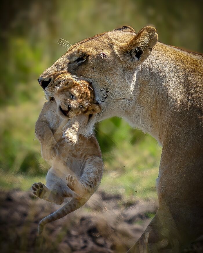 Nature photographer captures a lioness gently carrying her cub in a breathtaking moment showcasing Earth’s quiet beauty.