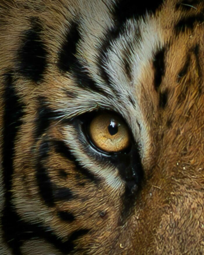 Close-up of a tiger’s eye captured by a nature photographer showcasing earth’s quietest moments in breathtaking detail.