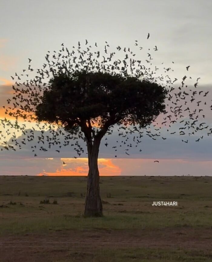Tree at sunset with birds flying around its branches, capturing nature photographer's breathtaking quiet moments.