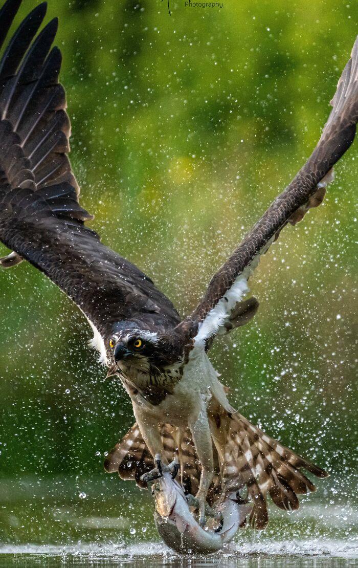 Osprey capturing fish mid-flight over water droplets showcasing nature photography's breathtaking quiet moments.