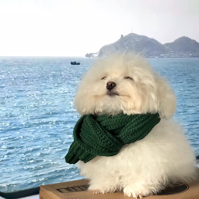 Fluffy white dog wearing a green scarf by the ocean, one of the adorable pet pics sure to melt hearts.