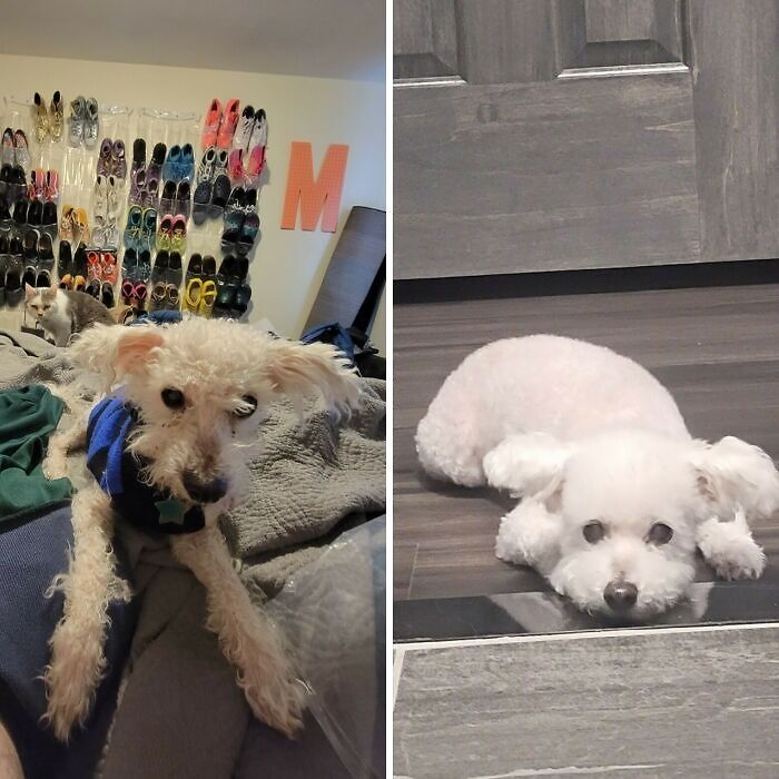 Before and after photos showing a heartwarming dog transformation with grooming and care in a cozy home setting.