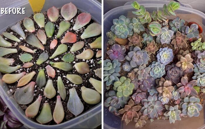 Before and after photos showing growth of succulents from leaves into colorful thriving plants in a clear container.