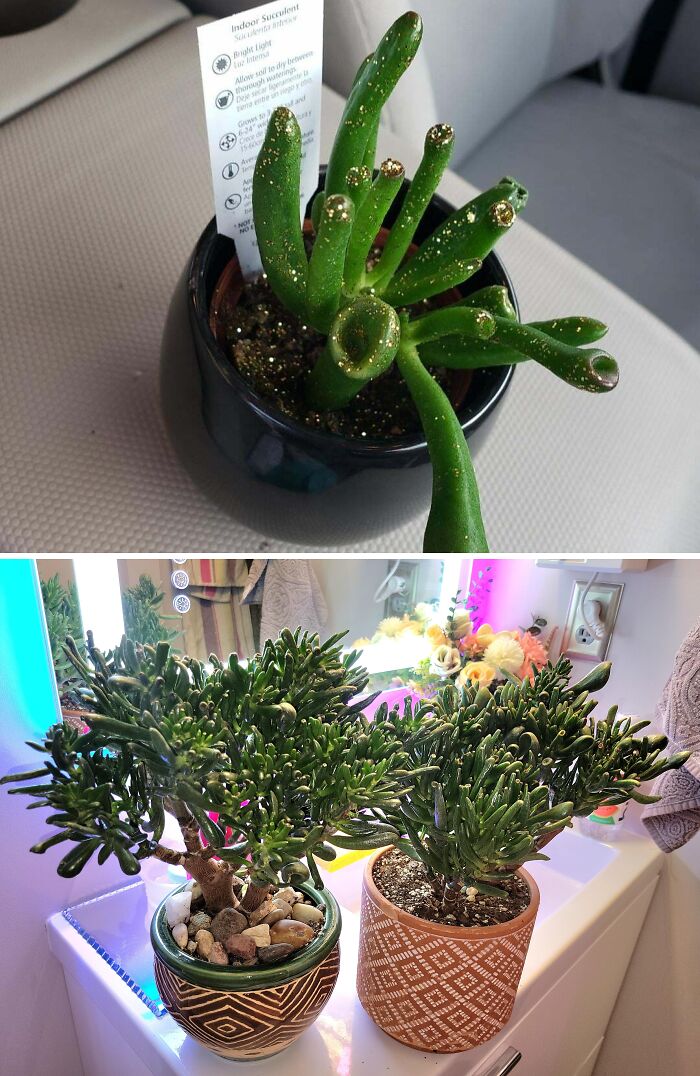 Before and after photos of a succulent plant’s growth showing a small indoor plant transformed into a large healthy one.