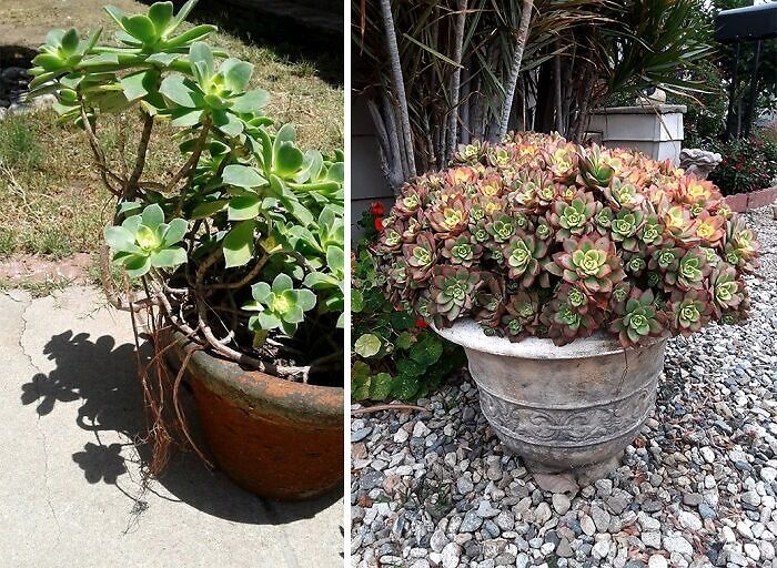 Heartwarming before and after photos showing a small succulent plant transformed into a large, vibrant potted display.