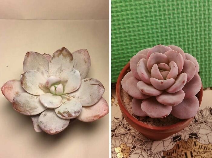 Heartwarming before and after photos showing the transformation of a succulent plant from wilted to healthy and vibrant.