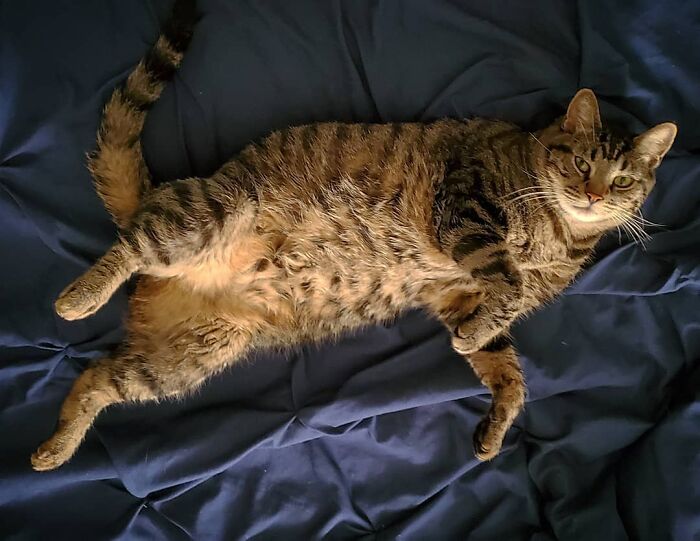 Tabby cat named Gonzo lying on a dark blue blanket, known as the romantic trash-collecting cat winning hearts worldwide. Tabby cat named Gonzo lying on a dark blue blanket, known as the romantic trash-collecting cat winning hearts worldwide.