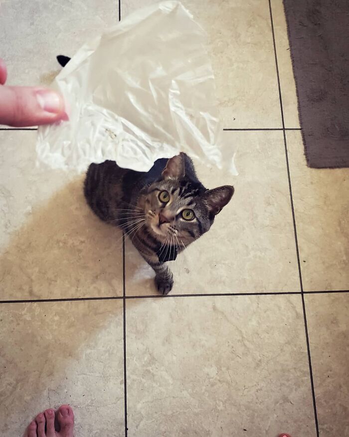 Tabby cat named Gonzo looking up at a hand holding a plastic bag, the romantic trash-collecting cat in action. Tabby cat named Gonzo looking up at a hand holding a plastic bag, the romantic trash-collecting cat in action.