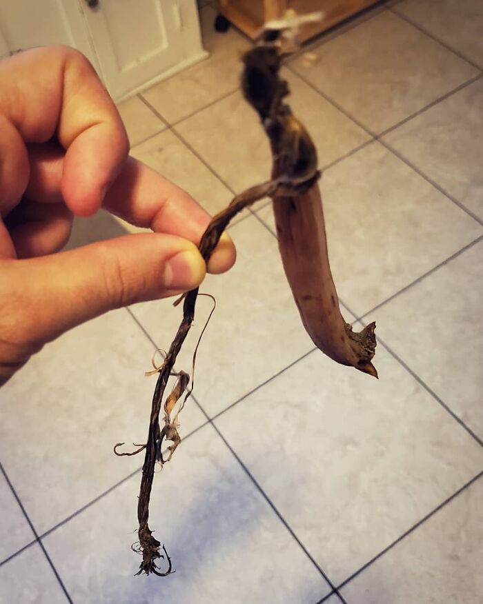 Hand holding a piece of trash collected by Gonzo, the romantic trash-collecting cat winning hearts worldwide. Hand holding a piece of trash collected by Gonzo, the romantic trash-collecting cat winning hearts worldwide.