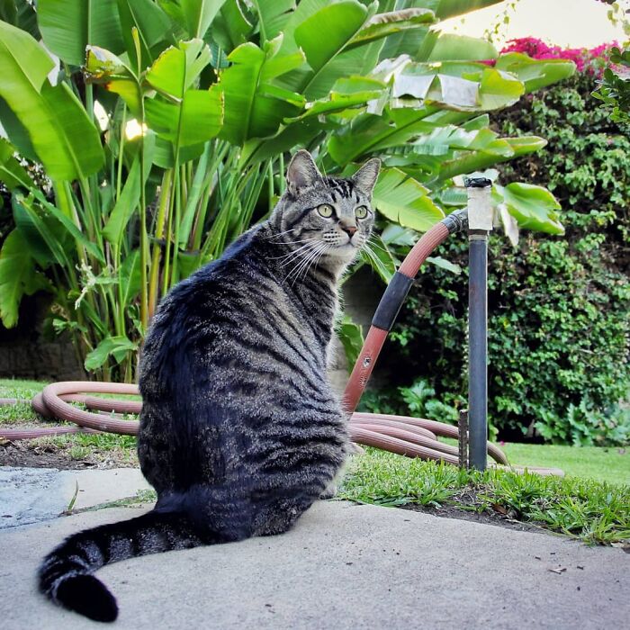 Tabby cat sitting outdoors near garden plants, representing Gonzo the romantic trash-collecting cat winning hearts worldwide. Tabby cat sitting outdoors near garden plants, representing Gonzo the romantic trash-collecting cat winning hearts worldwide.